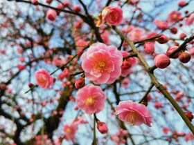 2020法律桥热门原创法律文章汇览